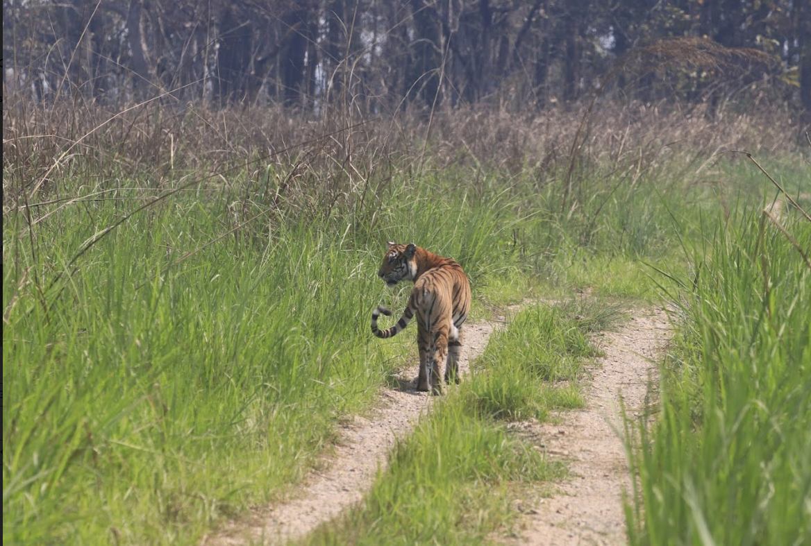 Jeep Safari in Chitwan National Park