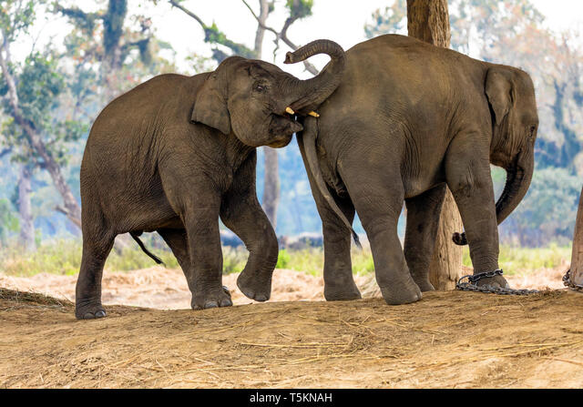 Jeep Safari in Chitwan National Park
