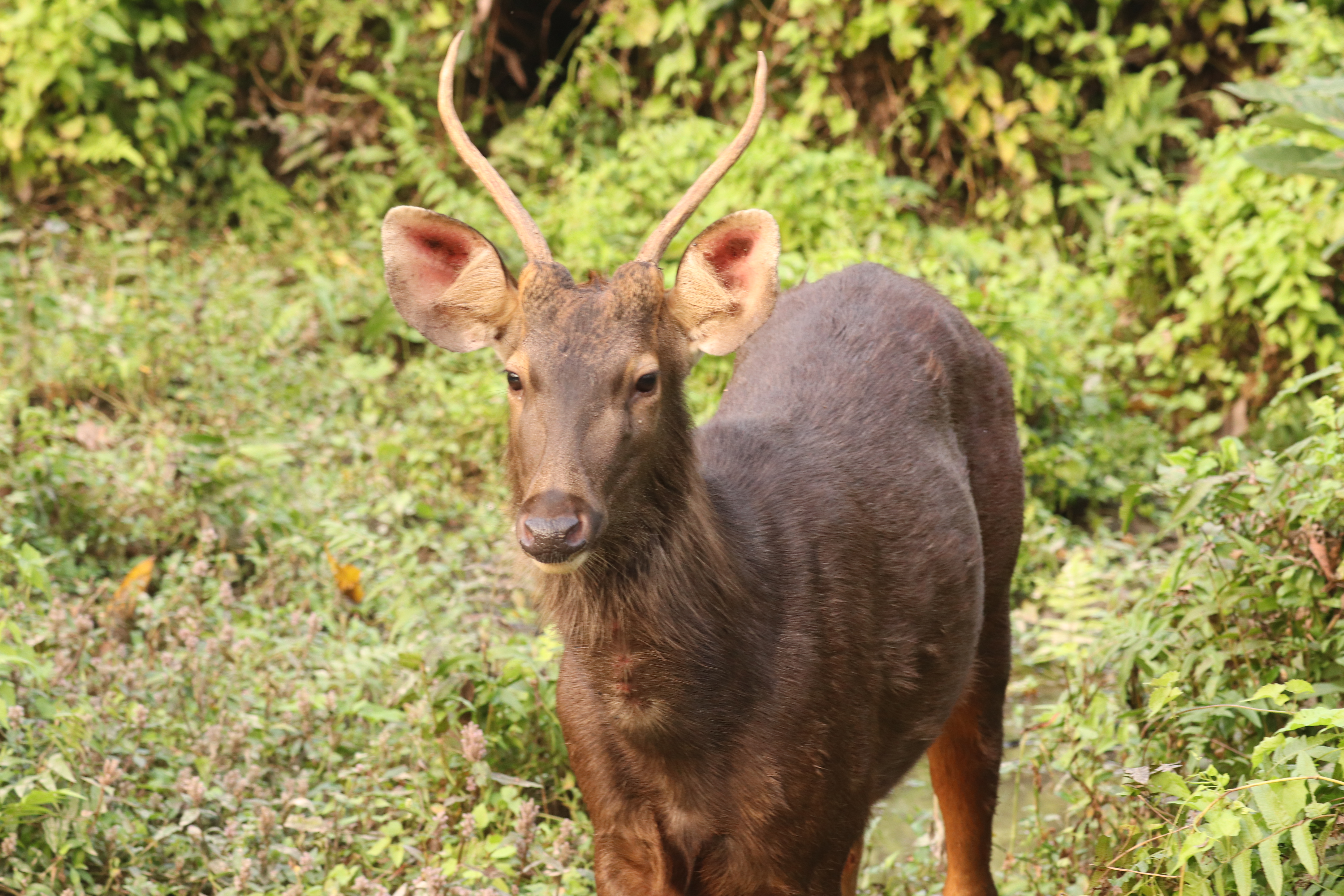 Jeep Safari in Chitwan National Park